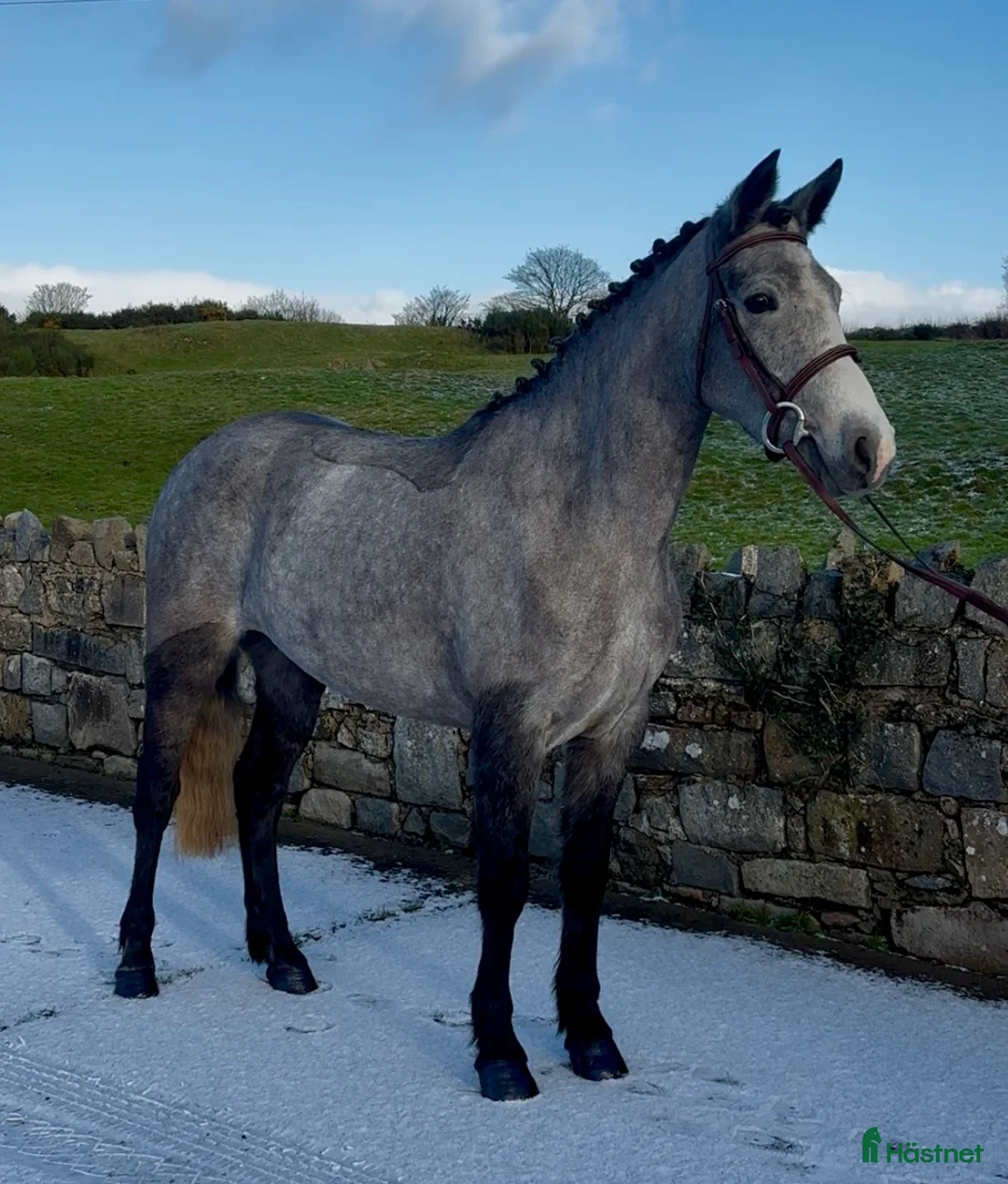 Allround hästar till salu: Beautiful Connemara Filly i Stockholm - Annons 1