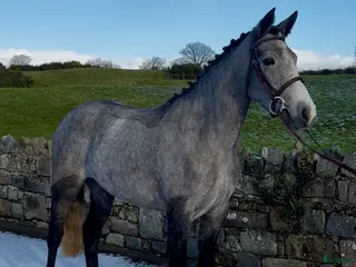 Allround hästar till salu: Beautiful Connemara Filly i Stockholm - Annons 3