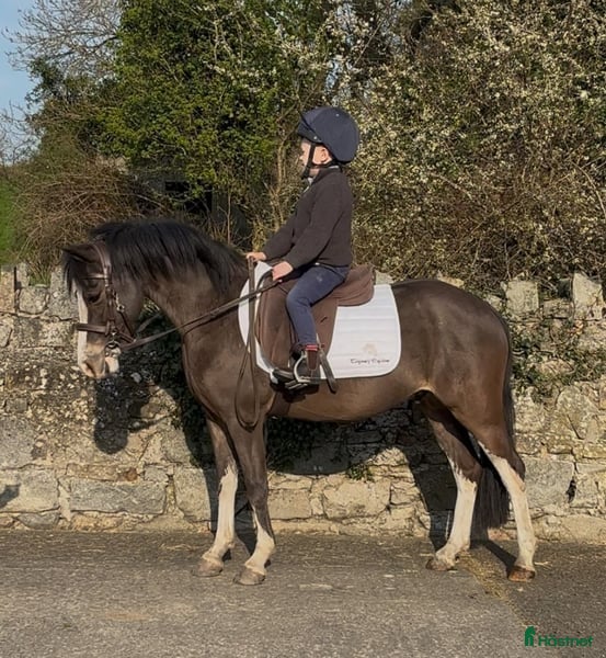 Allround hästar till salu: Beautiful Welsh section A i Stockholm - Annons 2