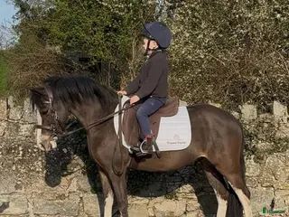 Allround hästar till salu: Beautiful Welsh section A i Stockholm - Annons 2