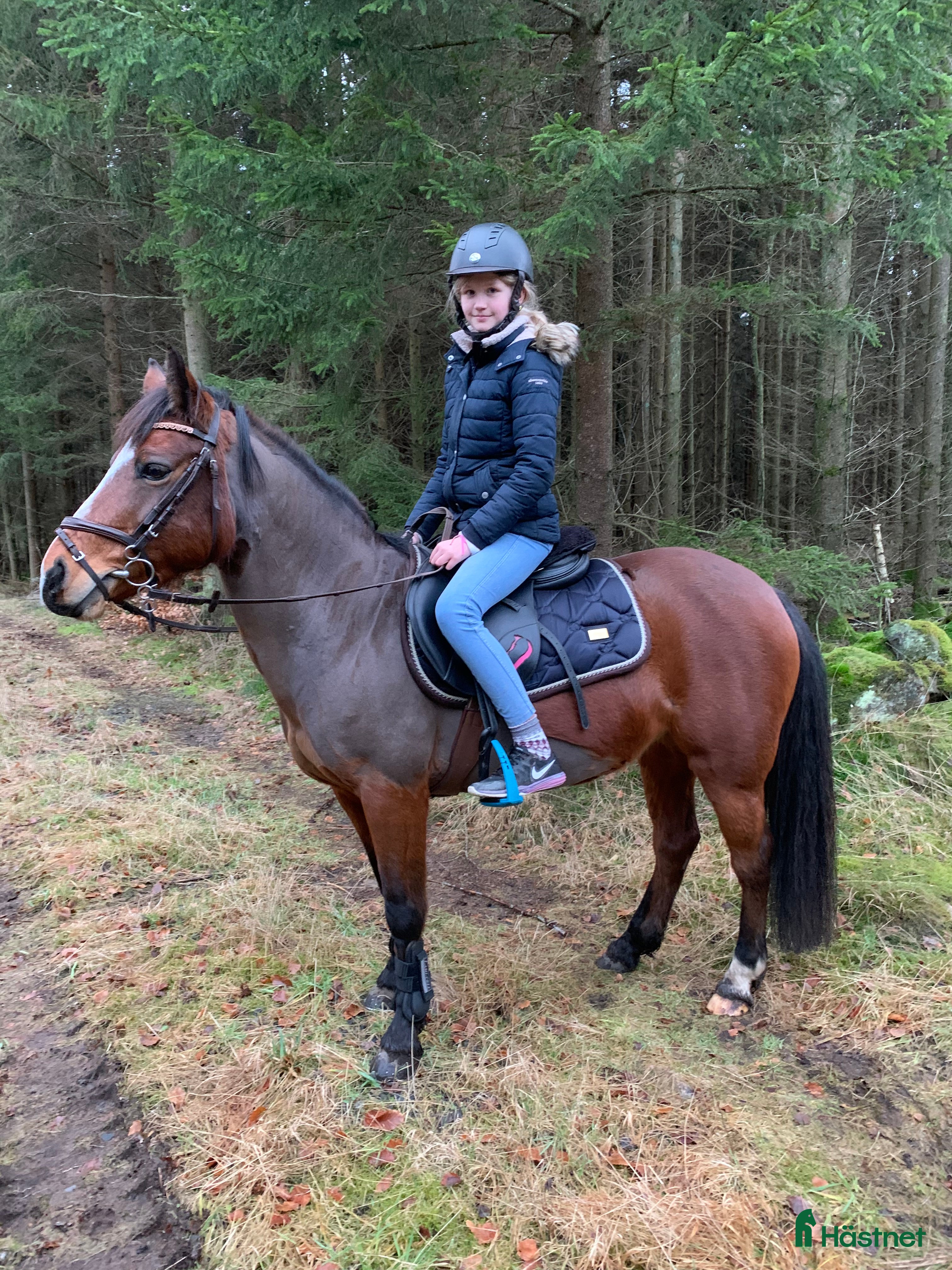  hästar Trygg läromästar ponny i Ängelholm - Annons 13