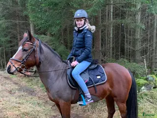 hästar Trygg läromästar ponny i Ängelholm - Annons 13