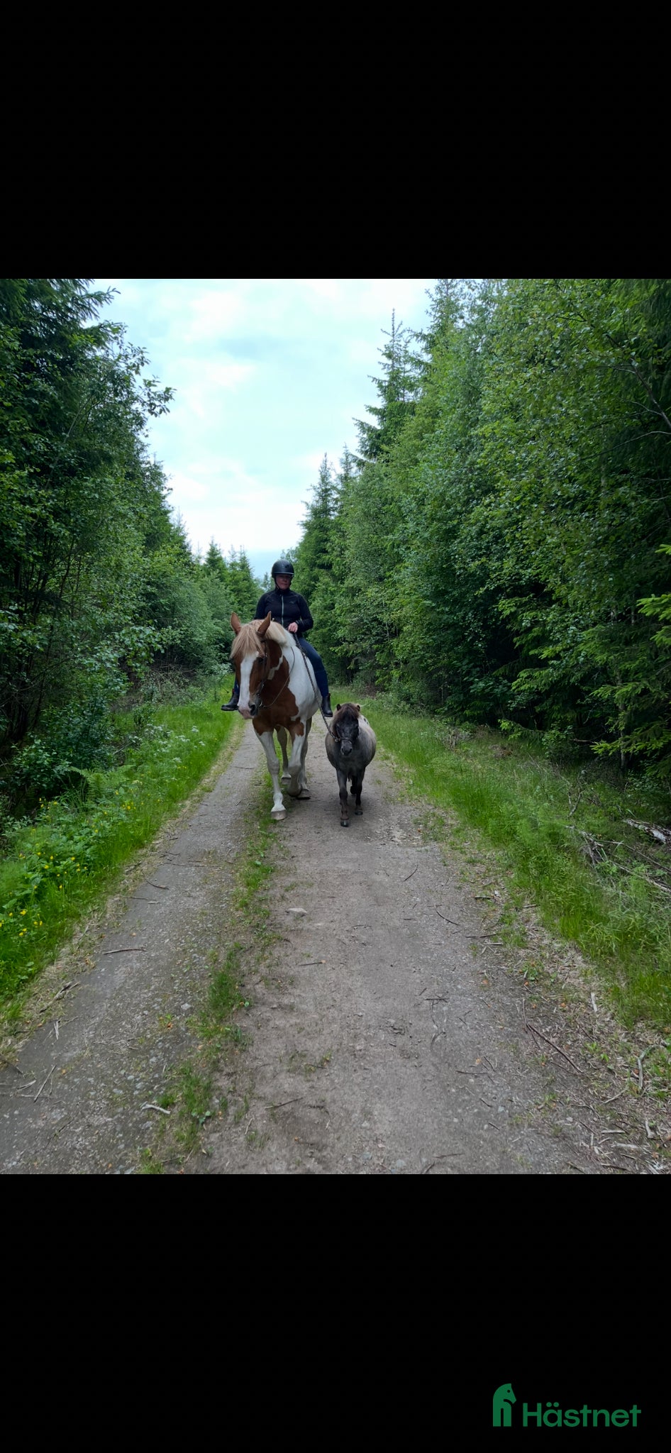  medryttarhäst finnes: Medryttare sökes (Ulricehamn)  - Annons 1