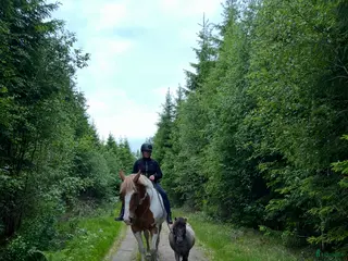 medryttarhäst finnes: Medryttare sökes (Ulricehamn) - Annons 1