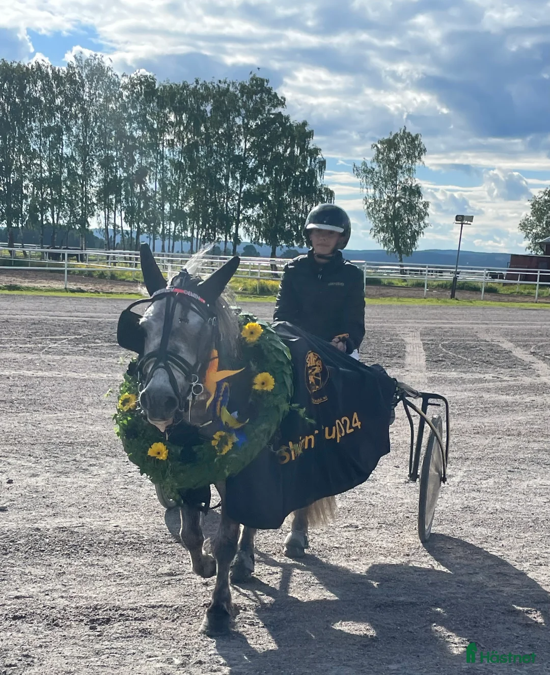 Trav hästar till salu: Fin ponnytravare som syns! i Borlänge - Annons 1