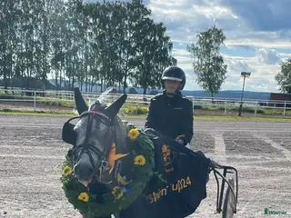 hästar Fin ponnytravare som syns! i Borlänge - Annons 18