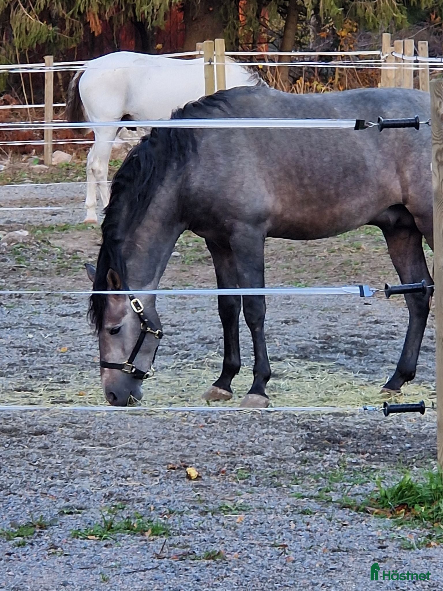  hästar Hög kvalitet till bra pris  - Annons 6