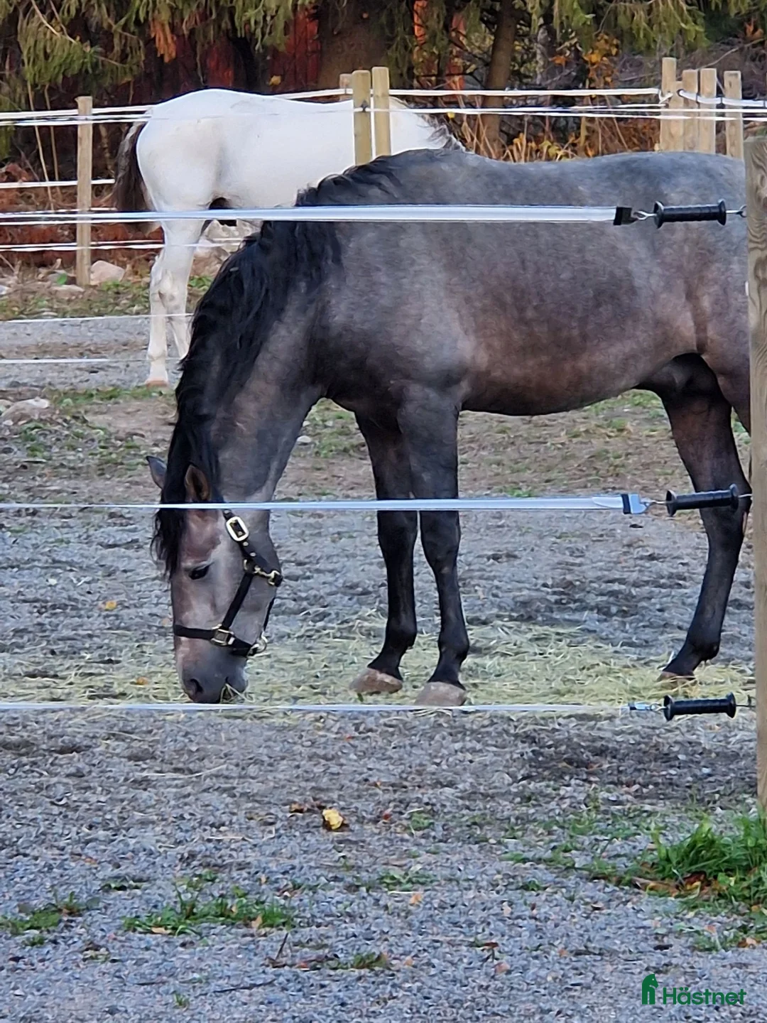 Allround hästar till salu: Hög kvalitet till bra pris  - Annons 1