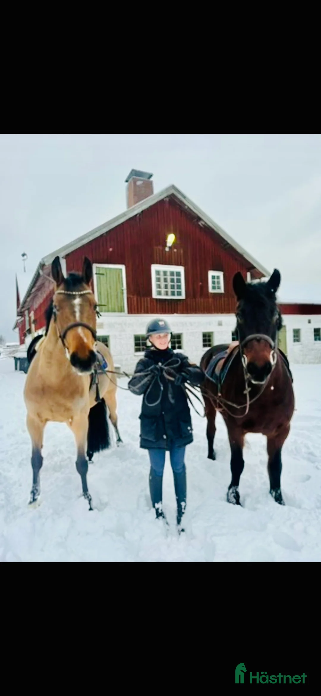Allround hästar till salu: En bästavän, Bella  i Ödsmål - Annons 2
