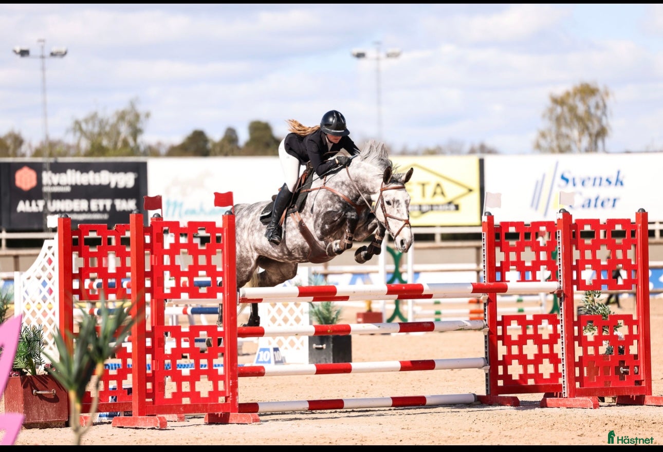  hästar Välutbildat sto - Annons 19