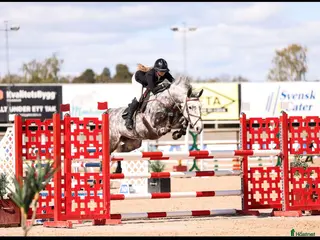 hästar Välutbildat sto - Annons 19