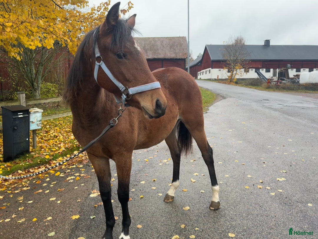 Allround hästar till salu: Blivande 2 åring Kat D i Vimmerby - Annons 3