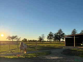 stallplats finnes: Lösdrift åt dräktigt sto/pensionär/konvalescent i Vallåkra - Annons 1