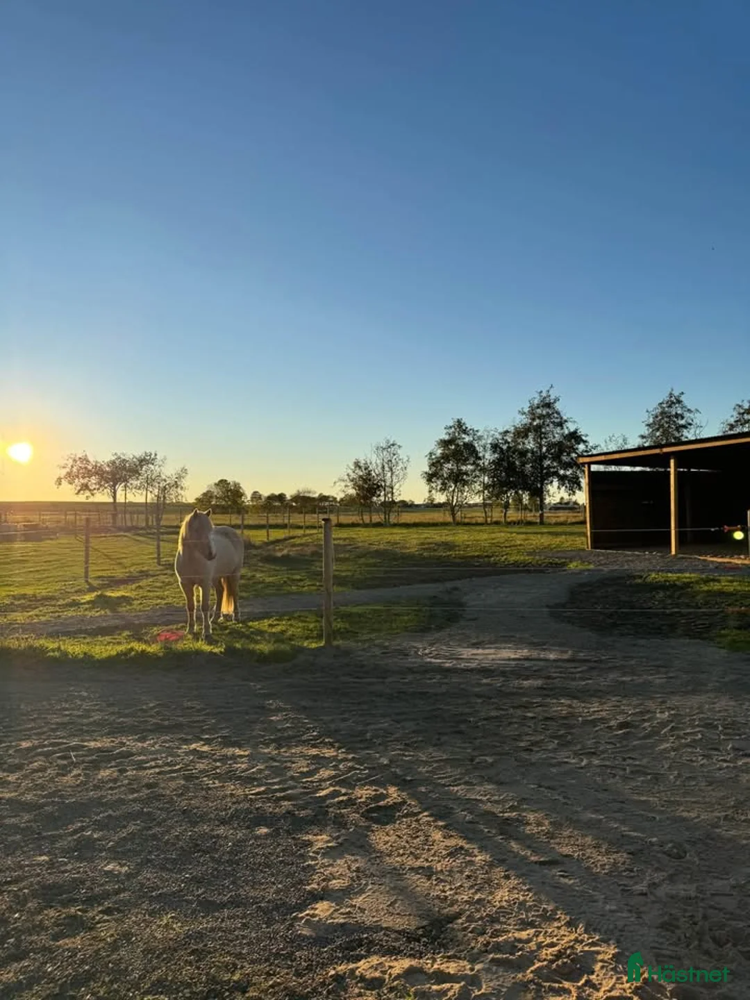  stallplats finnes: Lösdrift åt dräktigt sto/pensionär/konvalescent - Annons 1