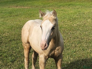 hästar i Stenstorp - Annons 36