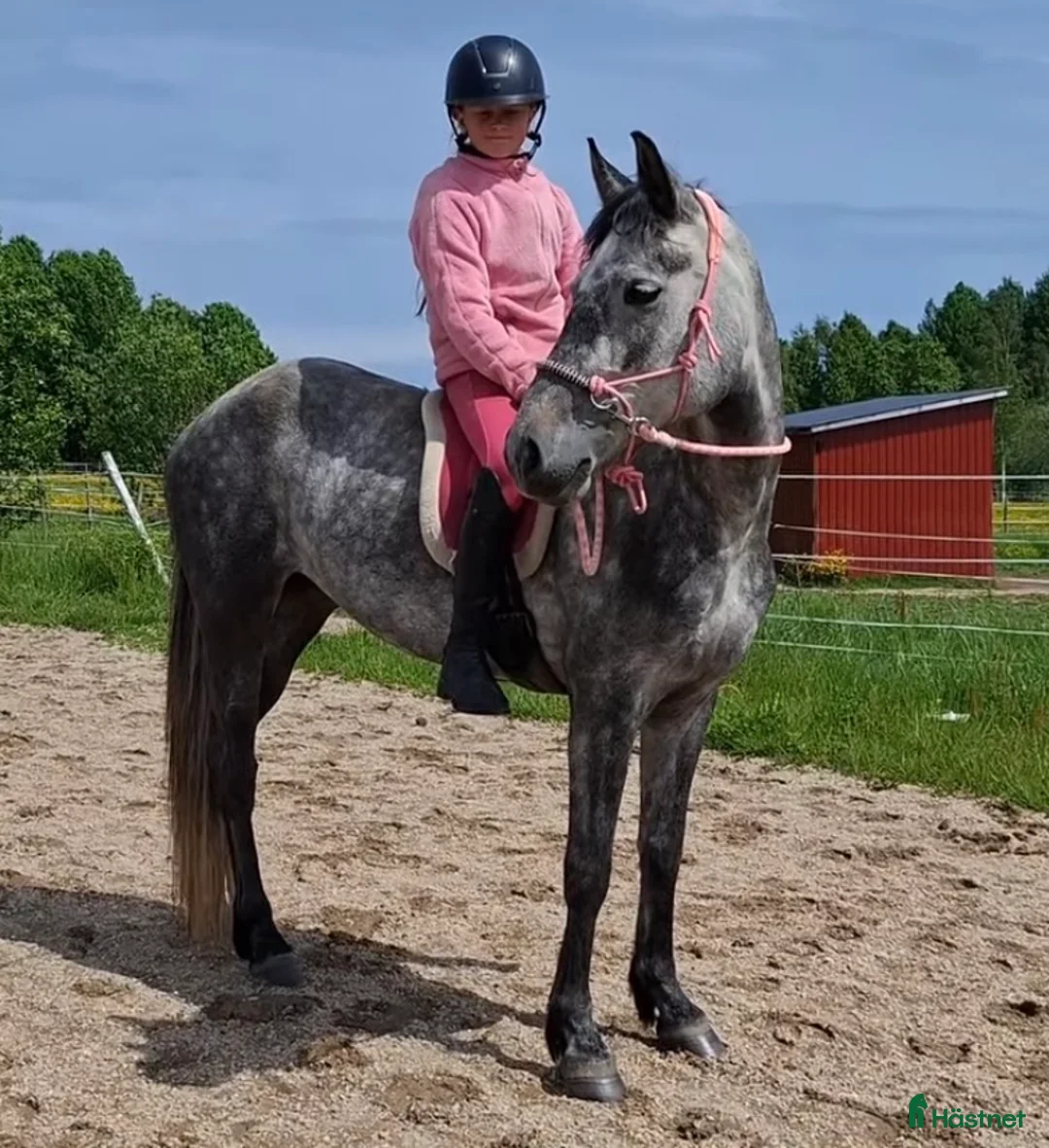 Allround hästar till salu: Svenskfödd Connemara -21  - Annons 1