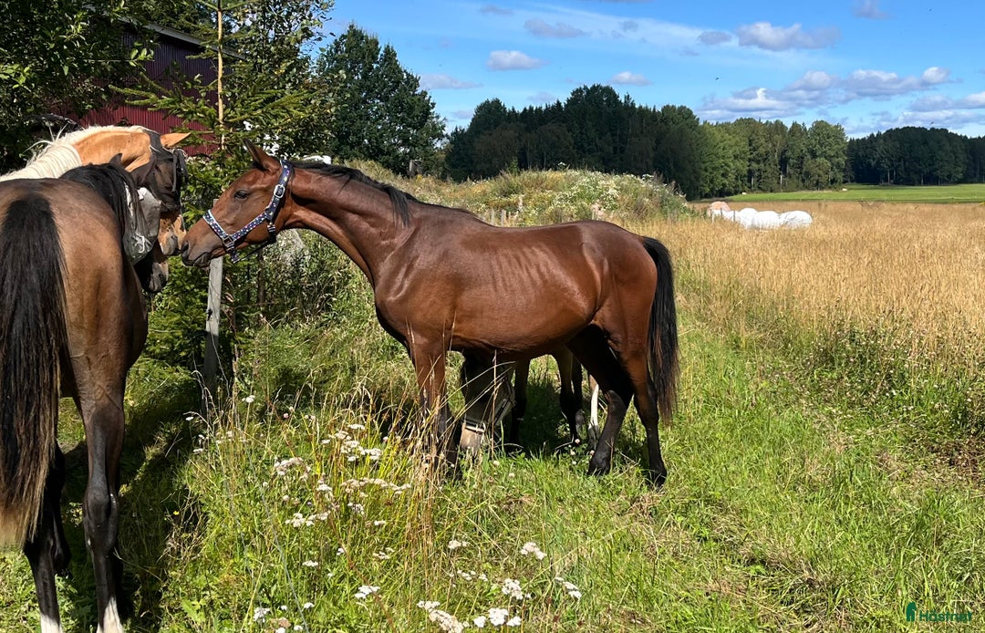 Dressyr hästar till salu: Dressyrstammad hingst 1,5år i Degerfors - Annons 1