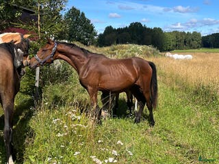 hästar Mellandagsrea - Annons 17
