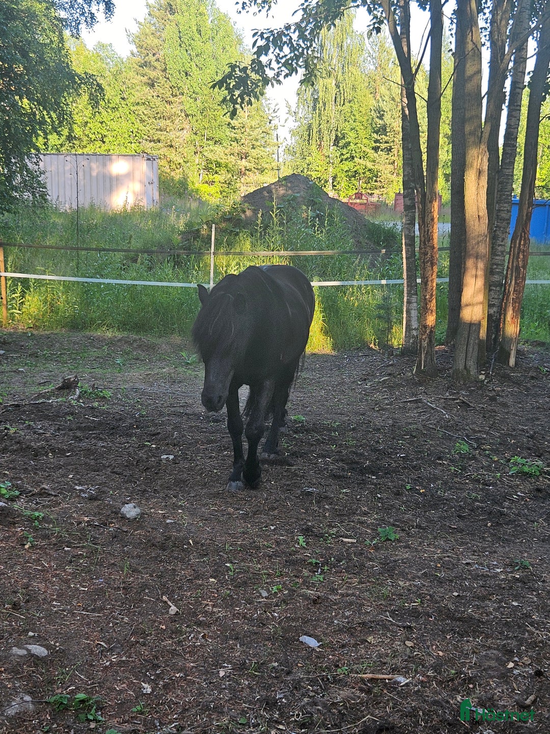 Island hästar till salu: Drömkillen med härlig personlighet i Skellefteå - Annons 5