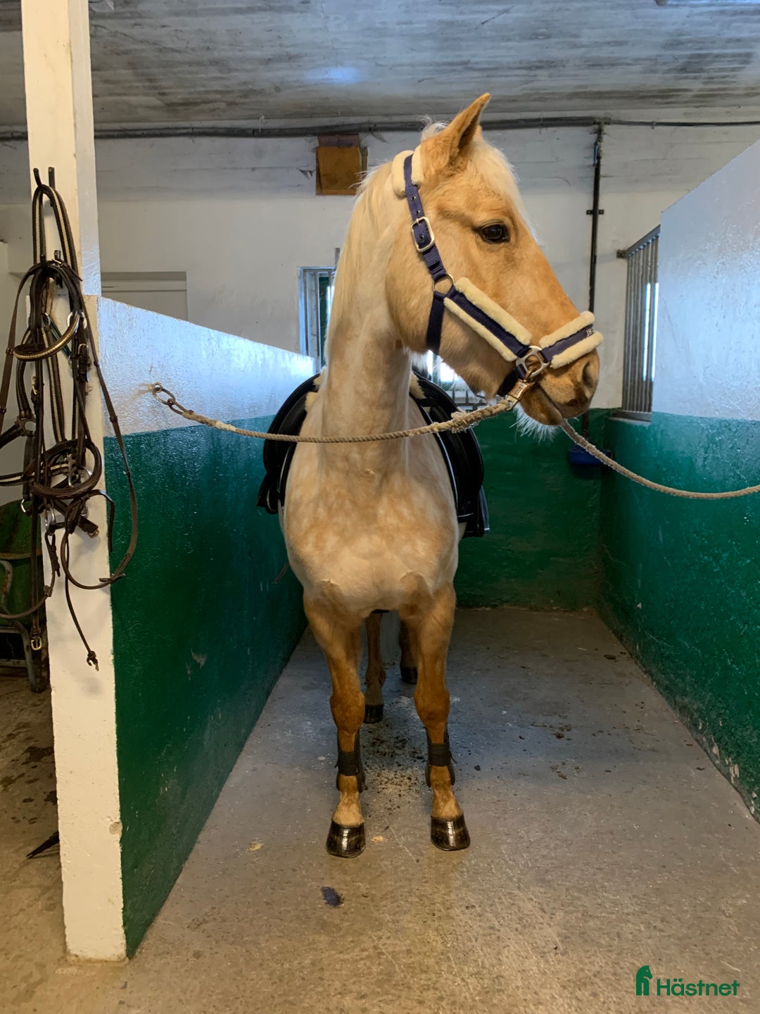 Allround hästar till salu: Gyllene Morganvalack i Vallda - Annons 5