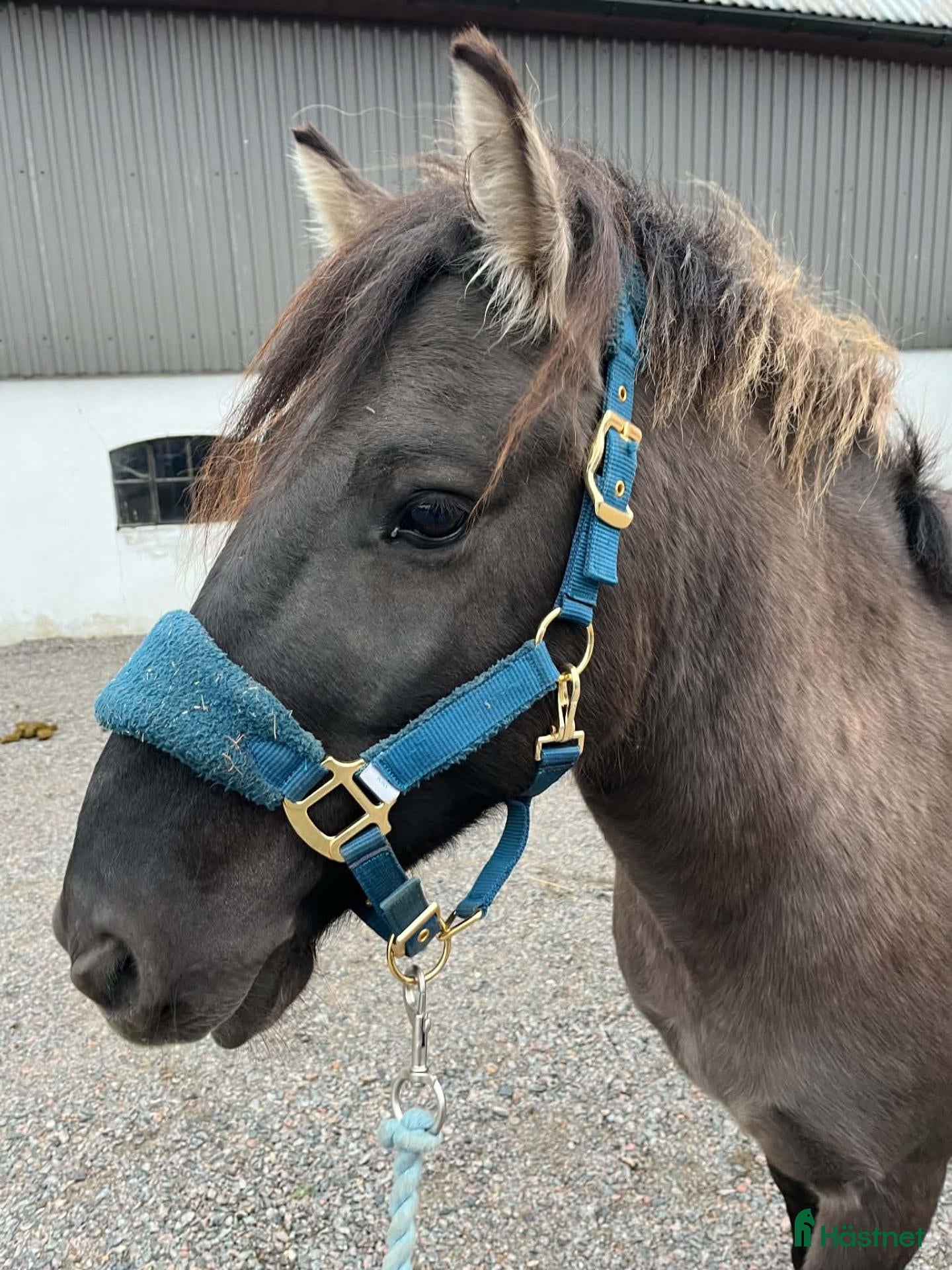  hästar B- ponny söker rätt hem - Annons 1