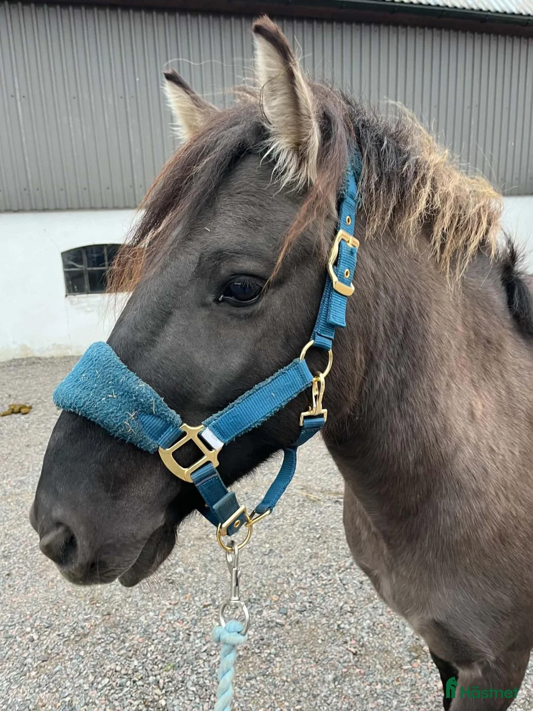 Allround hästar till salu: B- ponny söker rätt hem - Annons 1