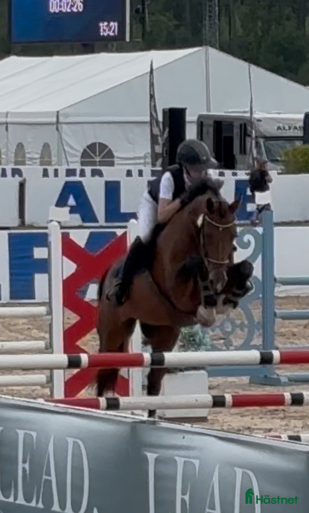 Allround hästar till salu: Läromästare hoppning och dressyr i Mölnbo - Annons 4