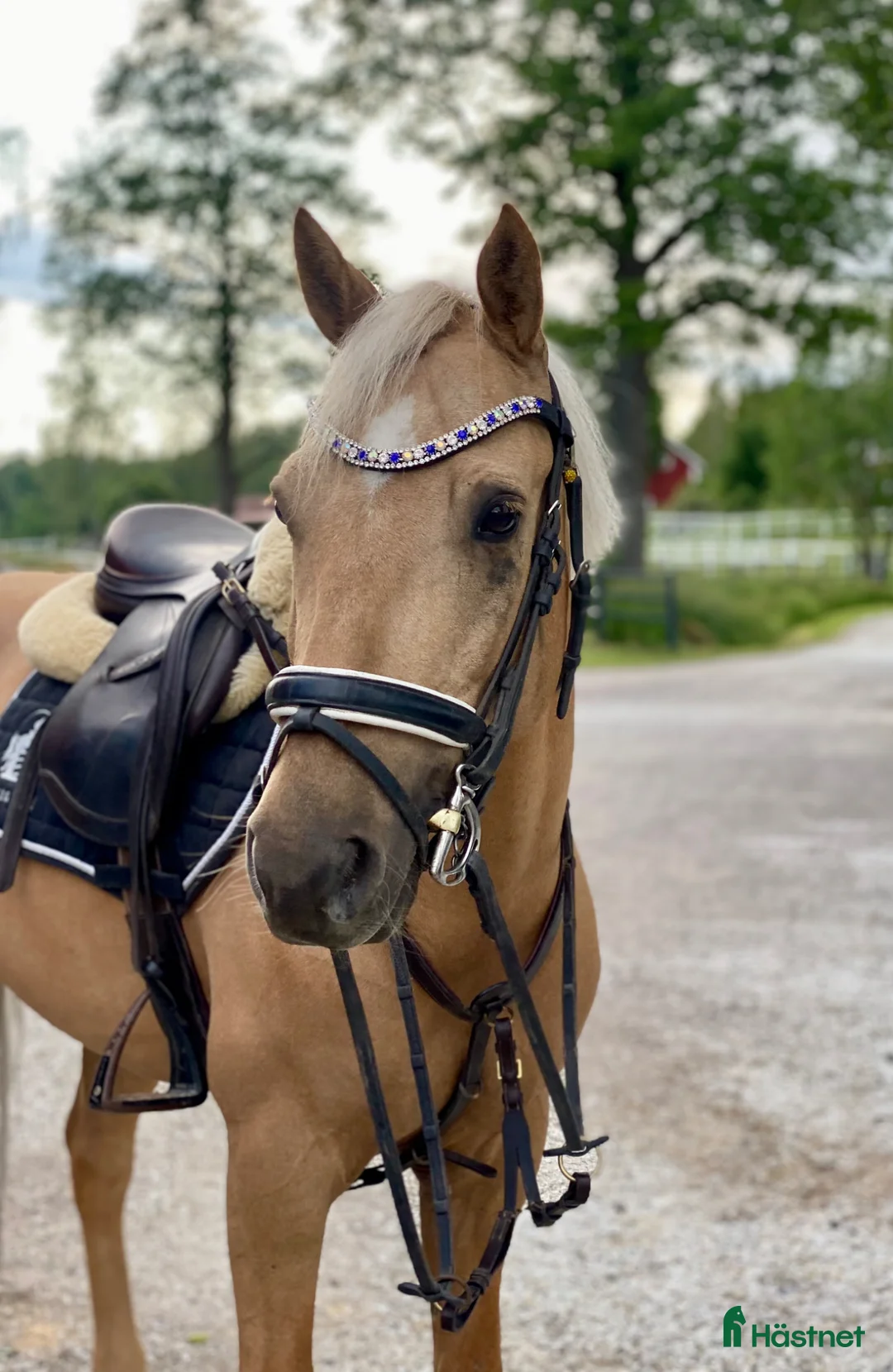 Hoppning hästar till salu: 💛 Guldponnyn 💛 - Annons 1