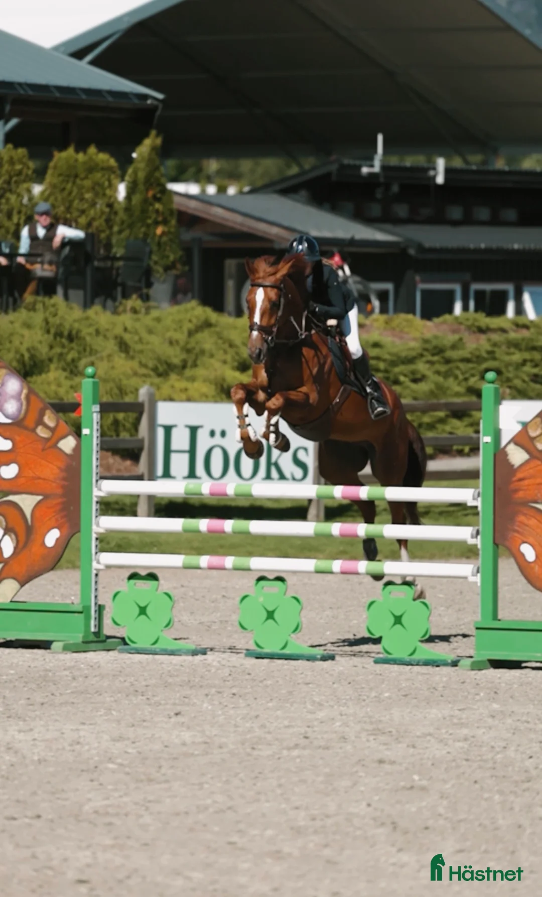 Hoppning hästar till salu: Hopphäst med mycket kapasitet - Annons 1