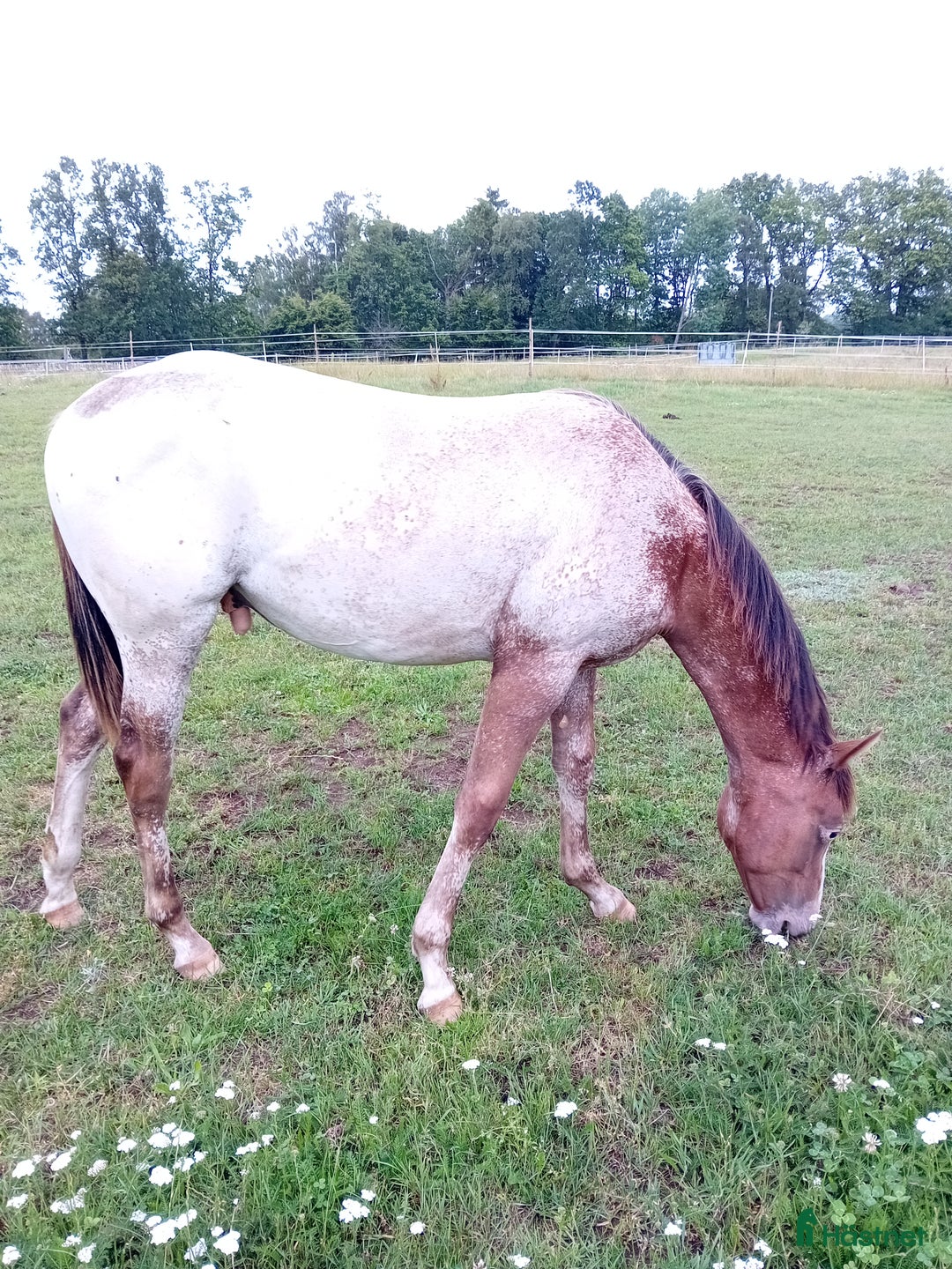 Western hästar till salu: Appaloosa colt yearling i Sösdala - Annons 2