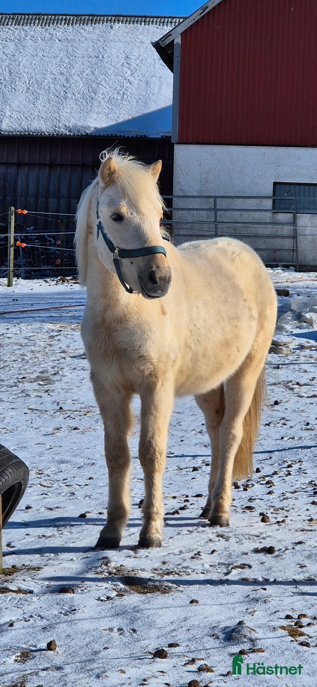 Allround hästar till salu: Grabb för framtiden - Annons 1