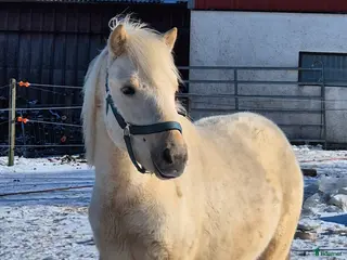 hästar Grabb för framtiden - Annons 12