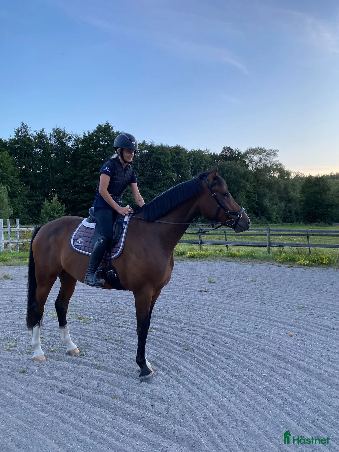 Dressyr hästar till salu: Lovande 6-åring med toppstam och fint temperament - Annons 2