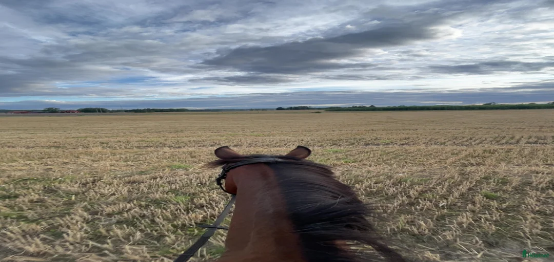 Galleribild {{count}}