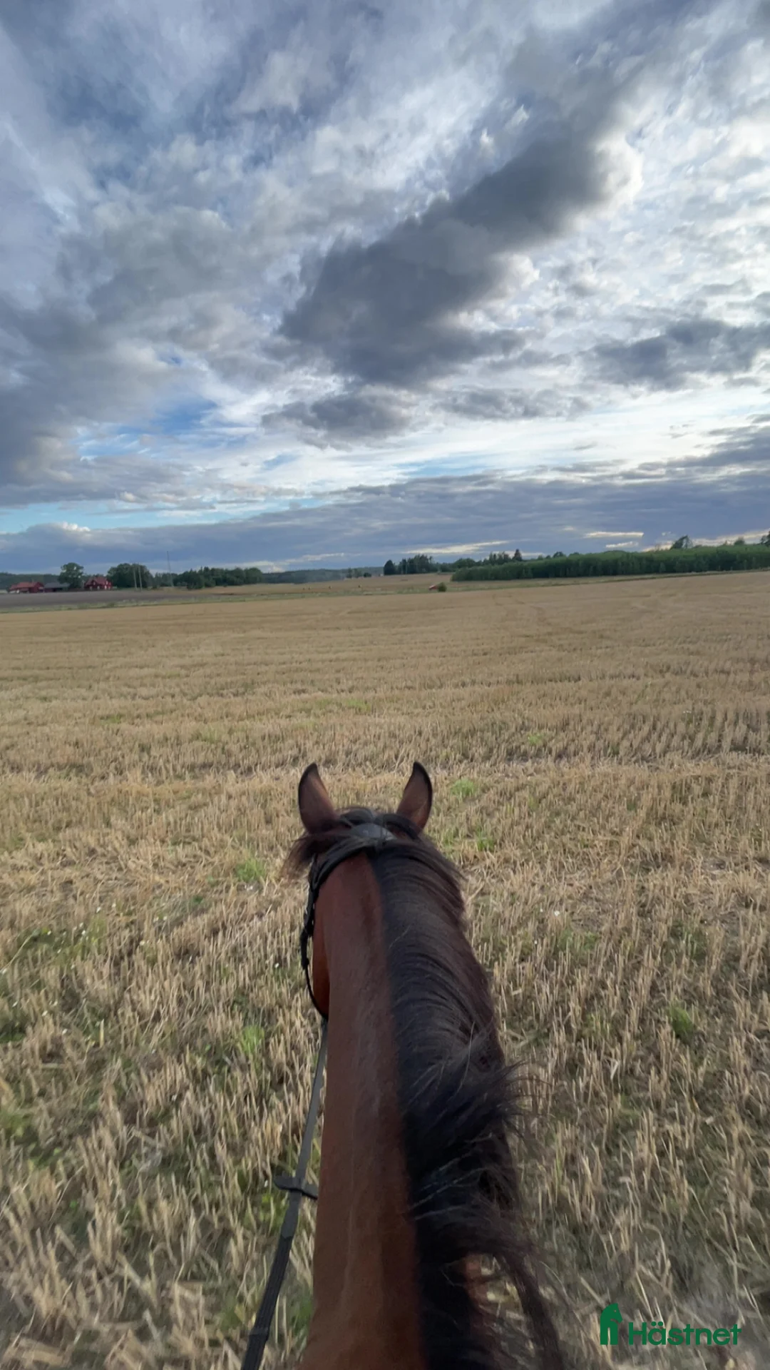 Galleribild {{count}}