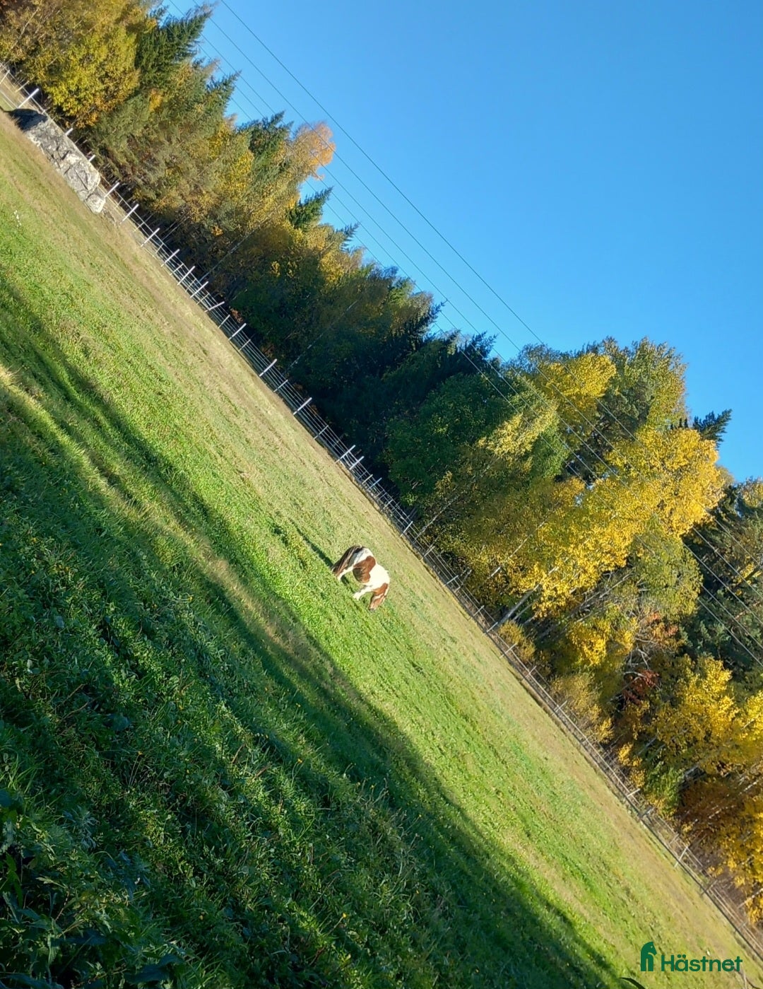  stallplats Stall/lösdriftsplats i Söderala - Annons 3