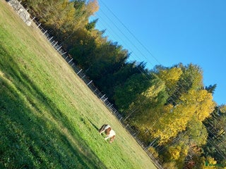 stallplats finnes i Söderala - Annons 1