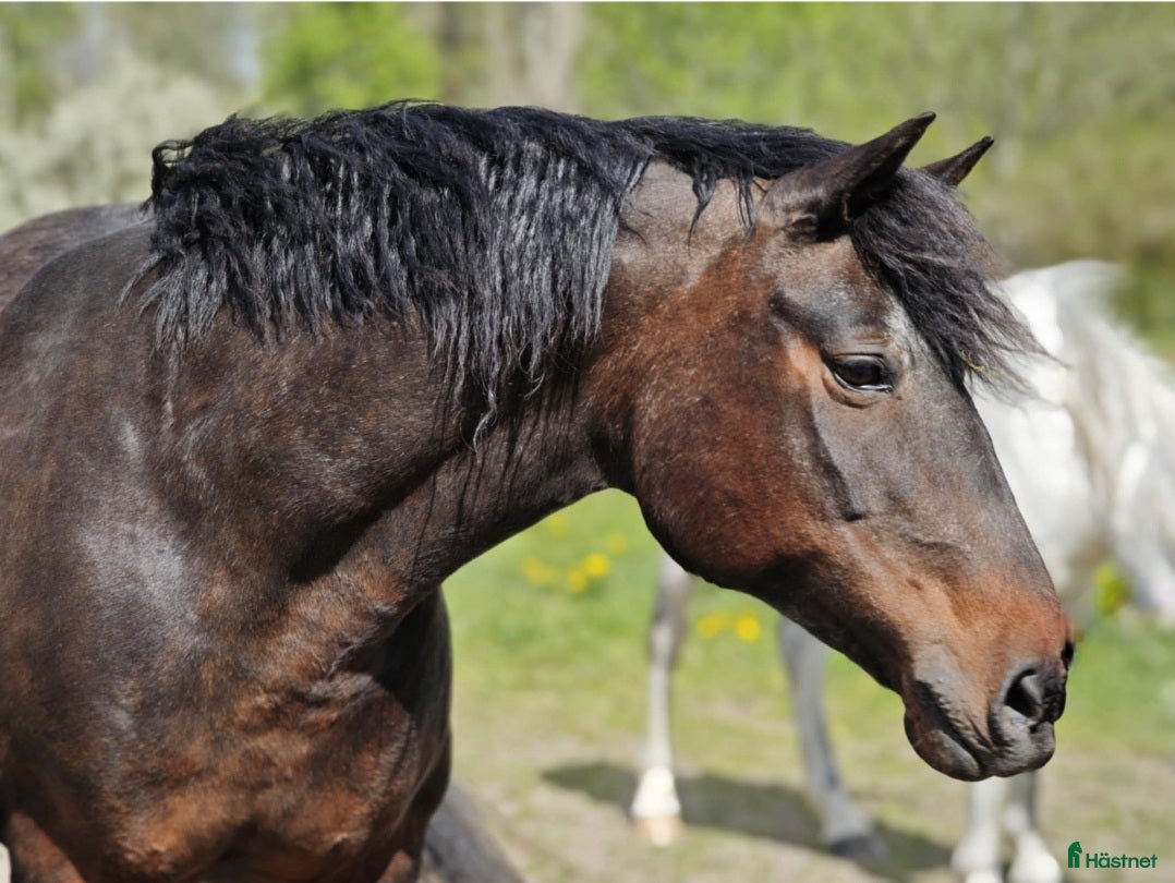  hästar Am. Curly korsning i Mariestad - Annons 2