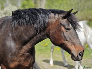 hästar Am. Curly korsning i Mariestad - Annons 4