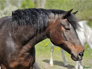 hästar Am. Curly korsning i Mariestad - Annons 14
