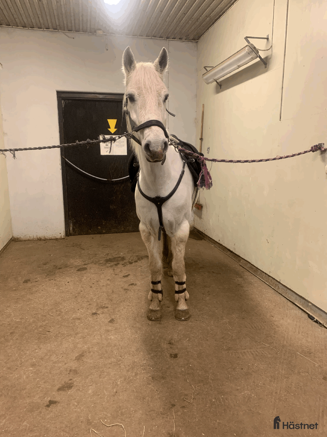 Allround hästar till salu: Snäll valack i Lysekil - Annons 3