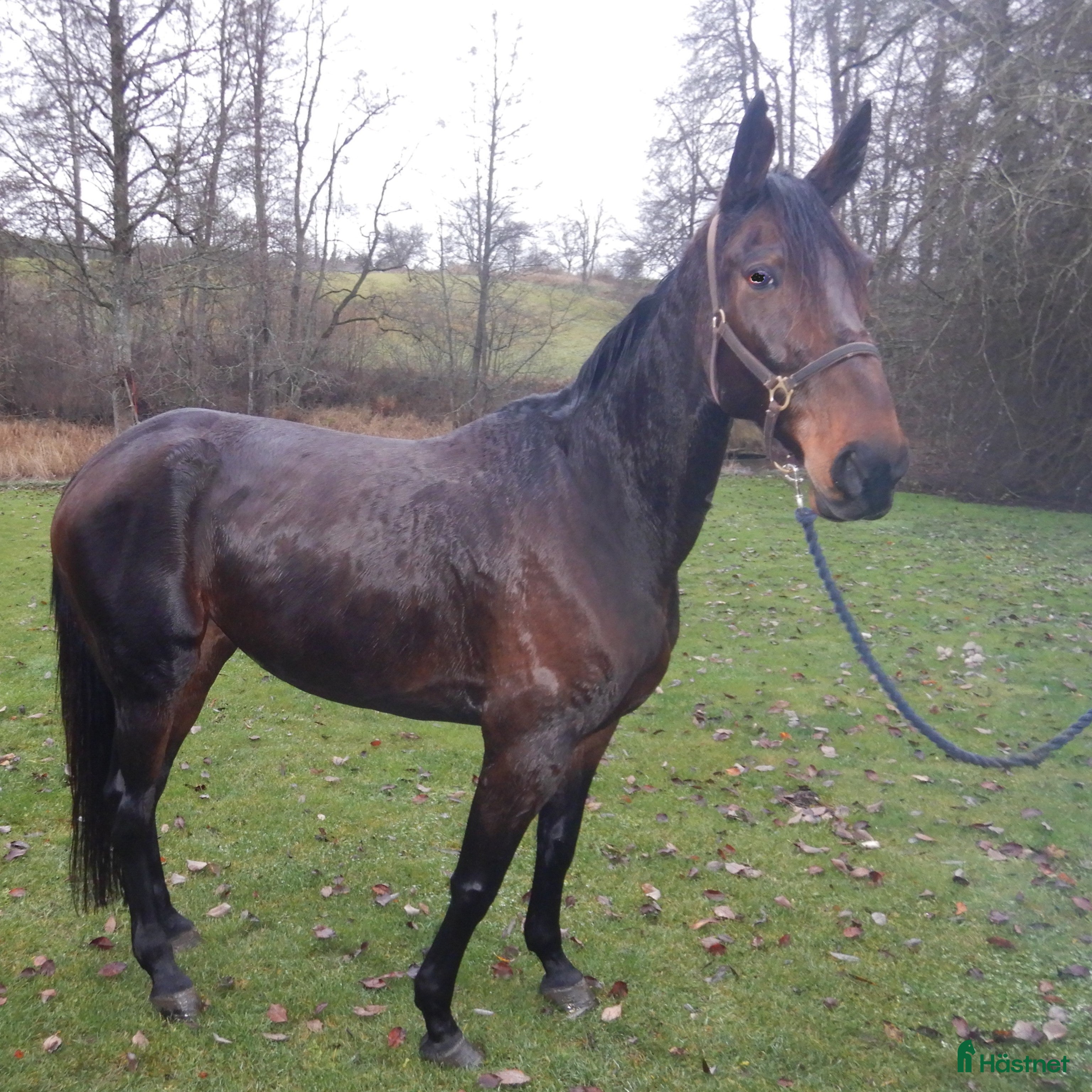  hästar Travsto 8år i Vetlanda - Annons 12