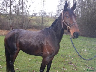 hästar Travsto 8år i Vetlanda - Annons 15