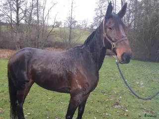 hästar Travsto 8år i Vetlanda - Annons 13