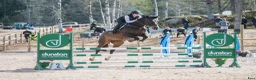 Hoppning hästar till salu: Framtida rosettplockare - Annons 2