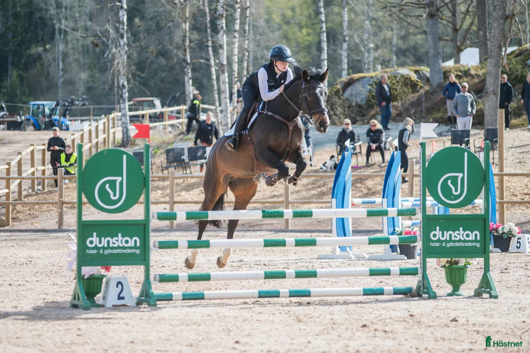 Hoppning hästar till salu: Framtida rosettplockare - Annons 2