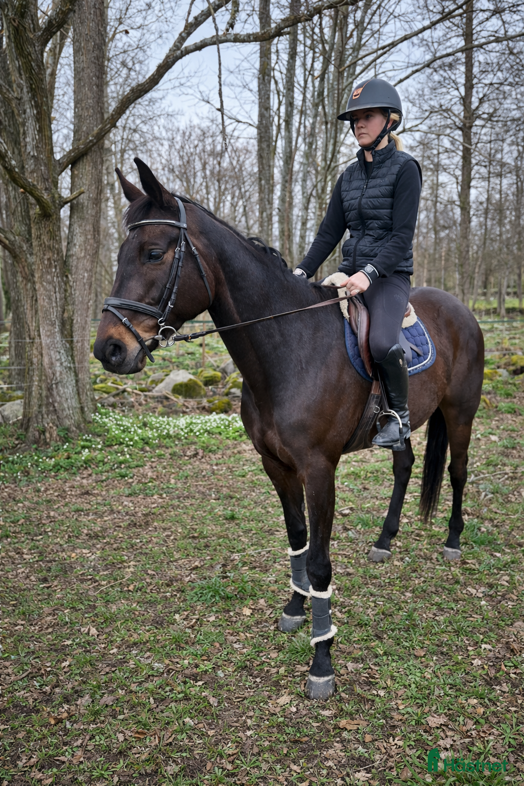  hästar Roligt allround sto - Annons 1