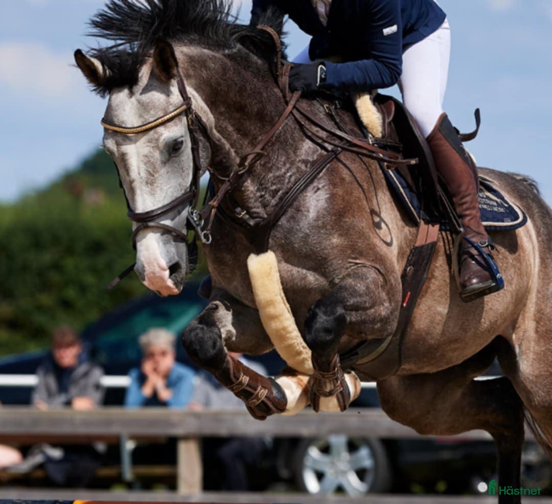  hästservice Samarbete sökes! - Annons 11