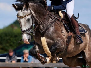 hästservice Samarbete sökes! - Annons 10