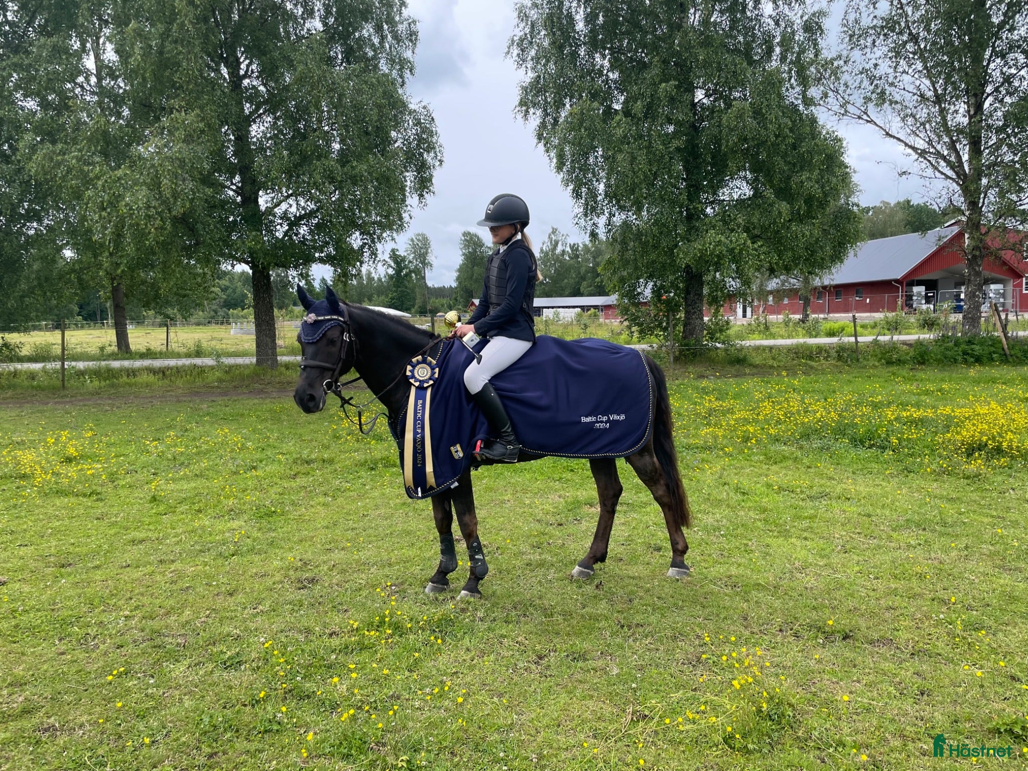 hästar Snäll och rutinerad tävlingsponny - Annons 2
